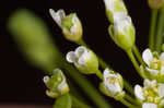 Roadside pennycress 